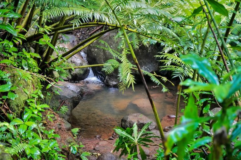 Hiking The Manoa Falls Trail In Tips Practical Info