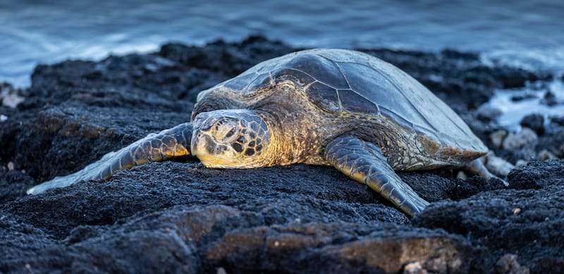 Black Sand Beach