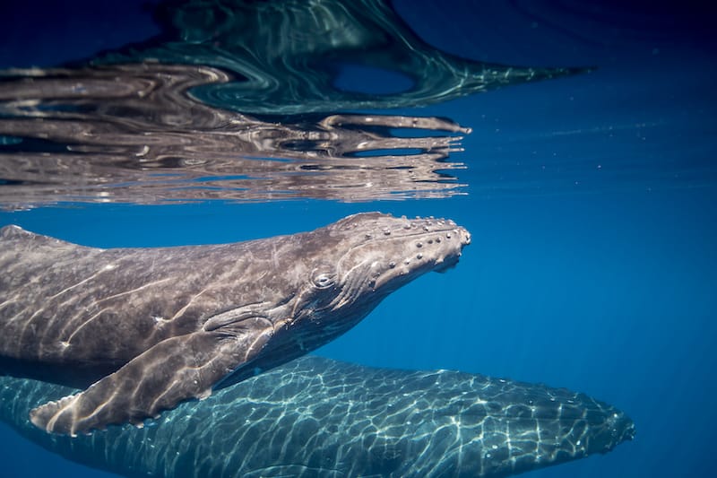 Humpback Whale Sanctuary