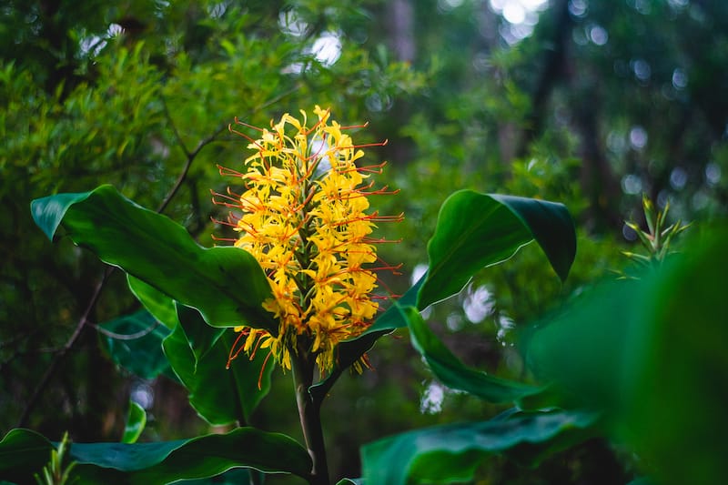 Kahili ginger in Kokee State Park