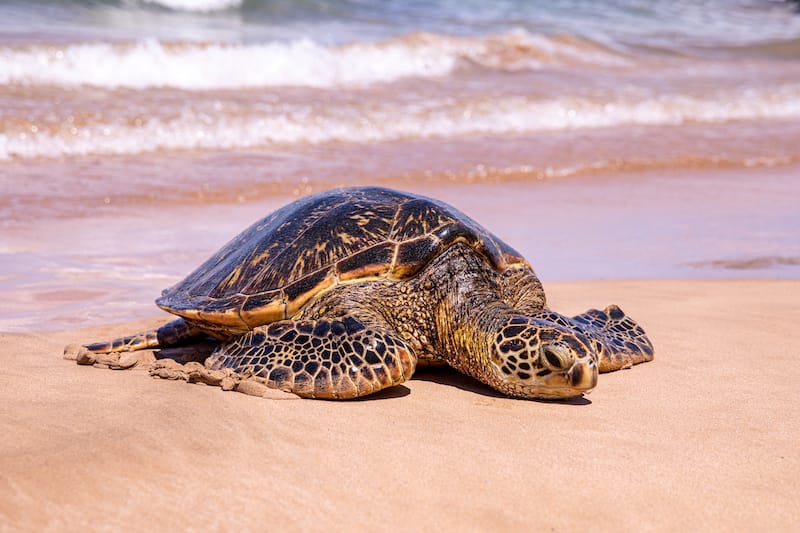 Kama‘ole Beaches