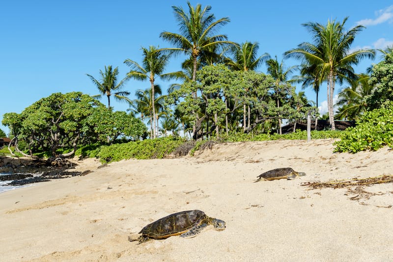 Kikaua Point Beach Park