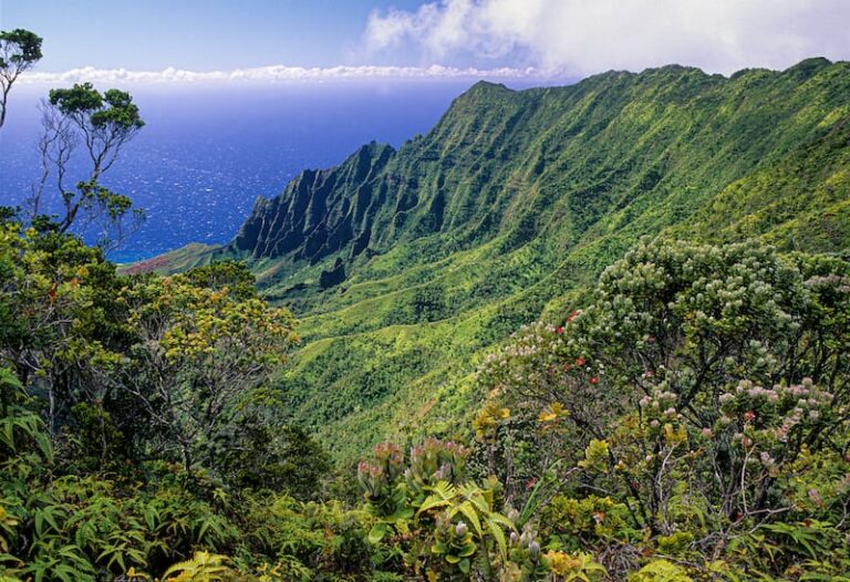 Kokee State Park Travel Guide Things to Do + Visitor Info