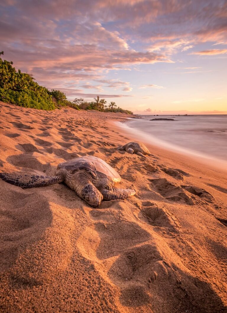 17 Incredible Things to Do in Waikoloa (& Nearby!)