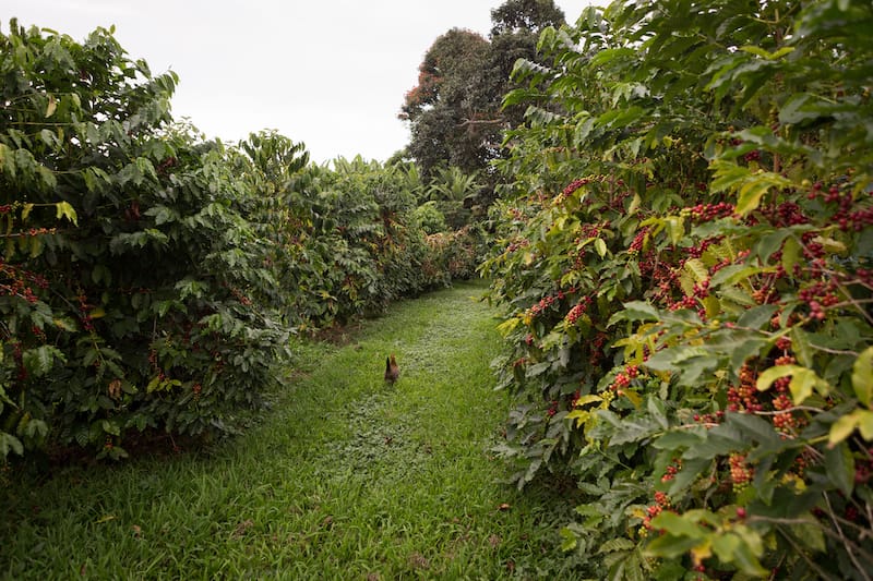 Amy B. H. Greenwell Ethnobotanical Garden coffee