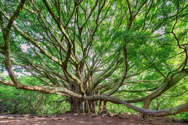 Banyan Tree in Maui