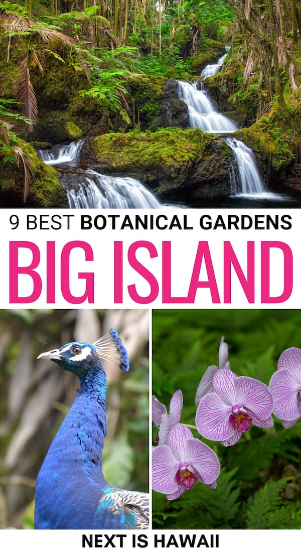 If you're looking for the best Big Island botanical gardens, we have you covered! From rainforest gardens to some of the most famous in Hawaii ... click here! | Nature Hawaii | Hawaii botanical gardens | Things to do Big Island | Big Island things to do | Places to visit Big Island | Things to do in Hawaii | Big Island hiking | Big Island gardens