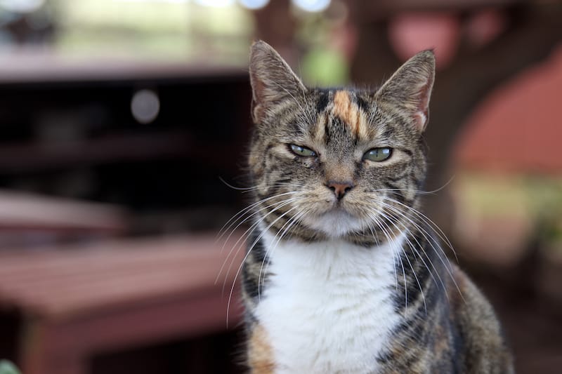 Lanai Cat Sanctuary