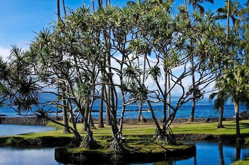 18 Amazing Things to Do in Hilo, Hawaii (+ Travel Tips)