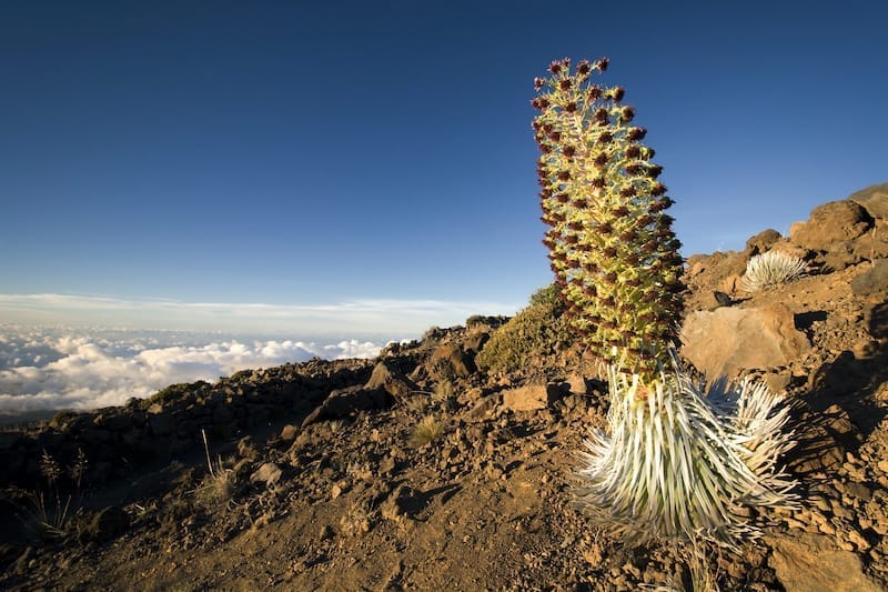 Haleakala National Park Travel Guide: What to See + Tips