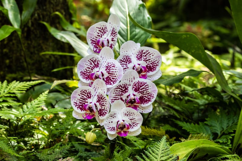 University of Hilo Botanical Garden