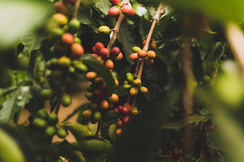 Delicious Varieties and Types of Coffee on the Big Island of Hawaii