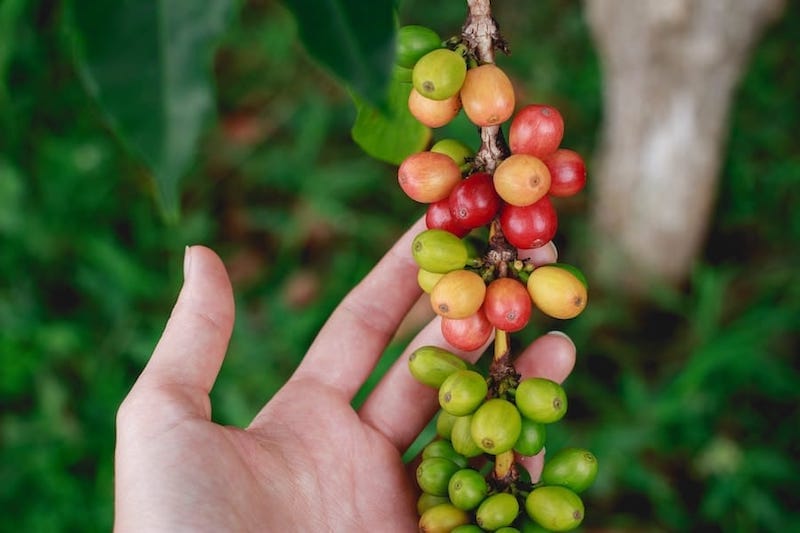 Delicious Varieties and Types of Coffee on the Big Island of Hawaii