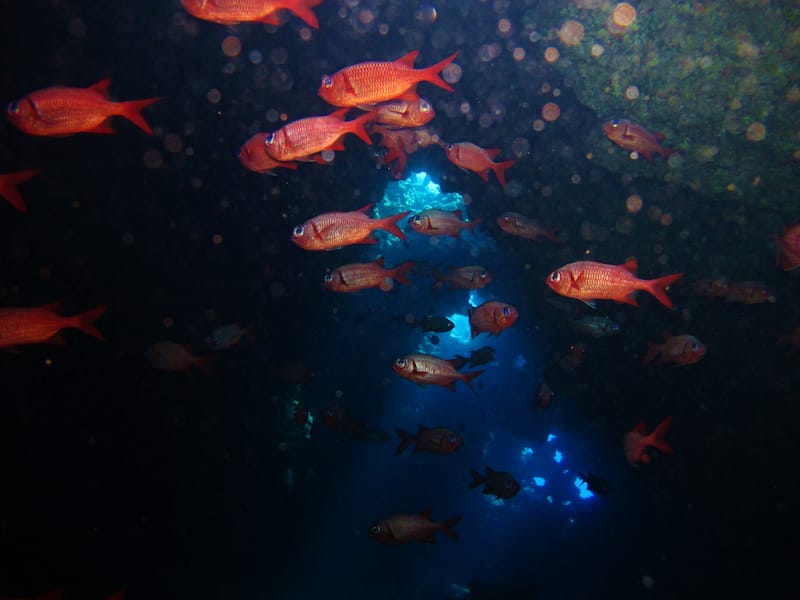 squirrelfish swim through a lava tube