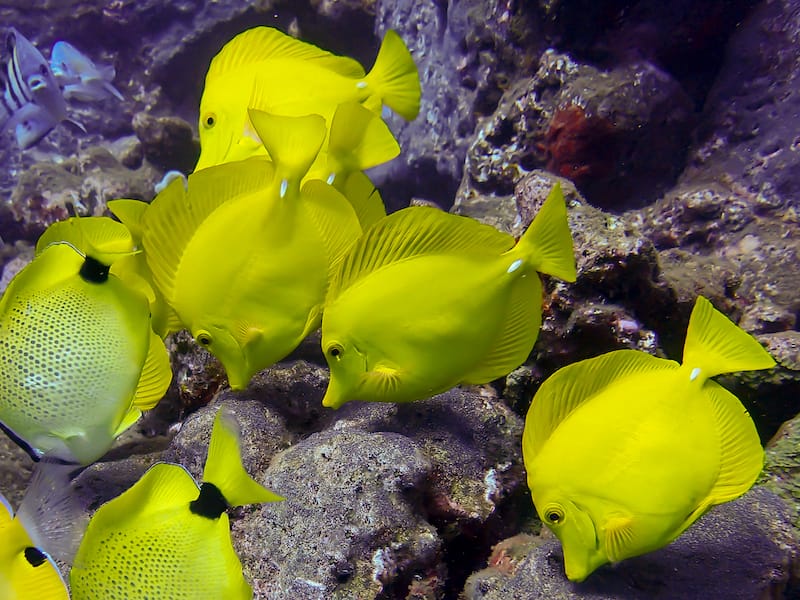 Best snorkeling in Maui