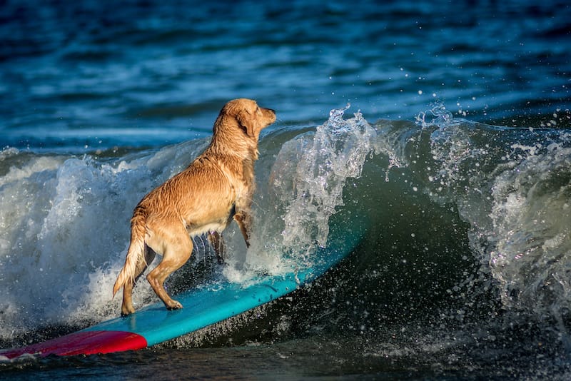 Dog in Hawaii on surfboard