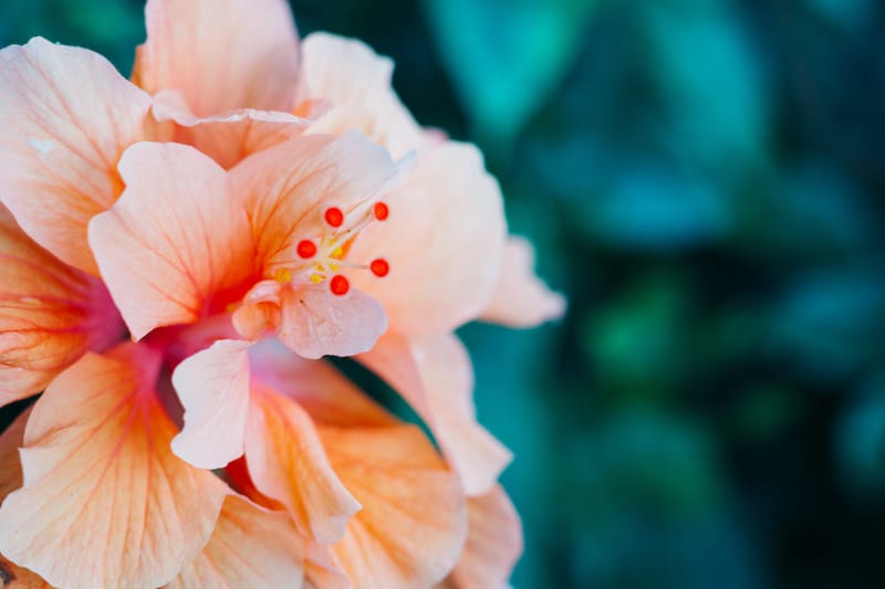 Hibiscus in Hawaii