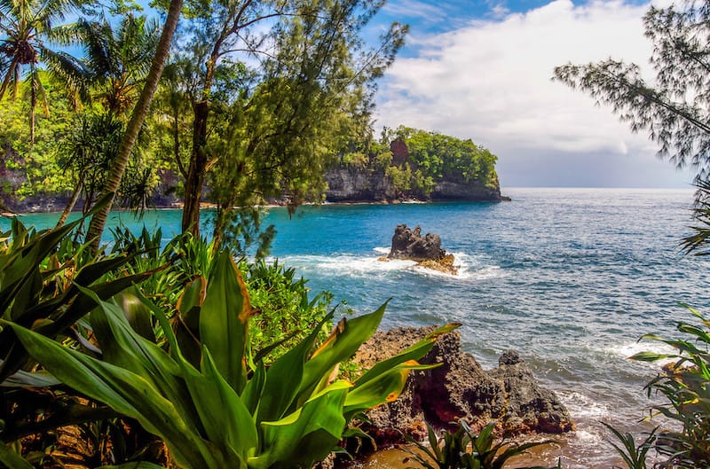  Forêt tropicale à Hilo 