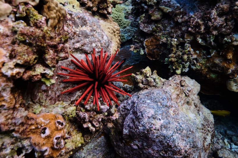 Snorkeling in Maui