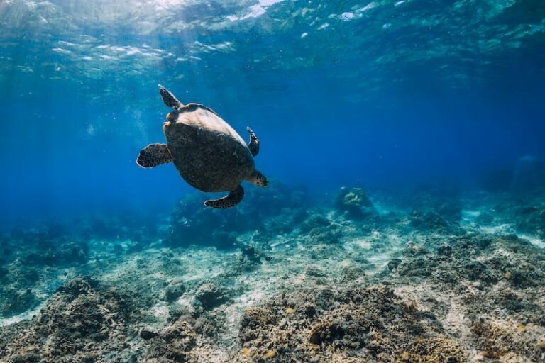 5 Best Oahu Scuba Diving Tours (+ Your Questions Answered!)