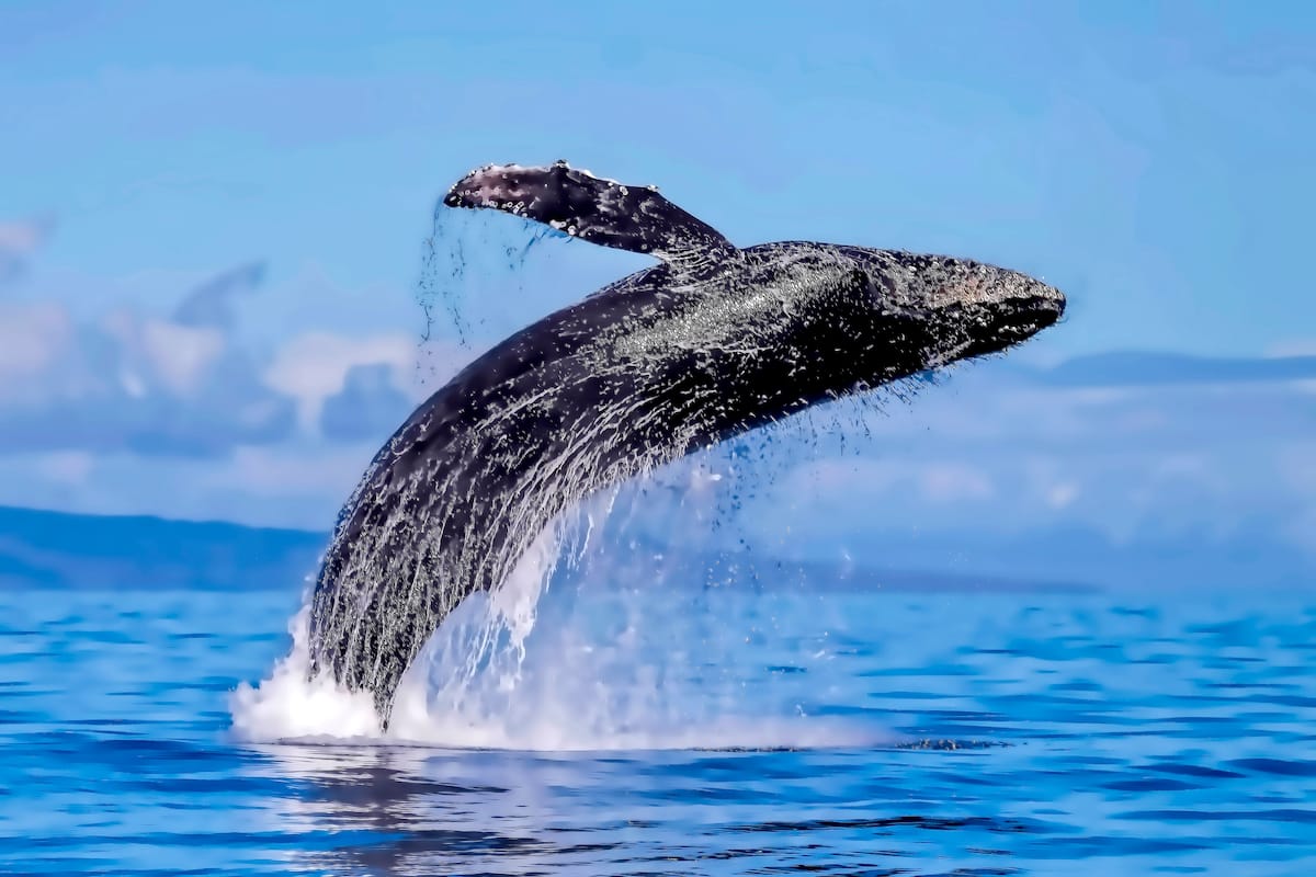 Best whale watching in Maui