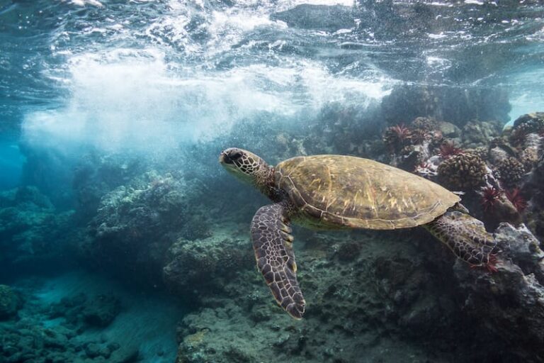 How to See Sea Turtles in Maui (+ Best Places to Find Them!)