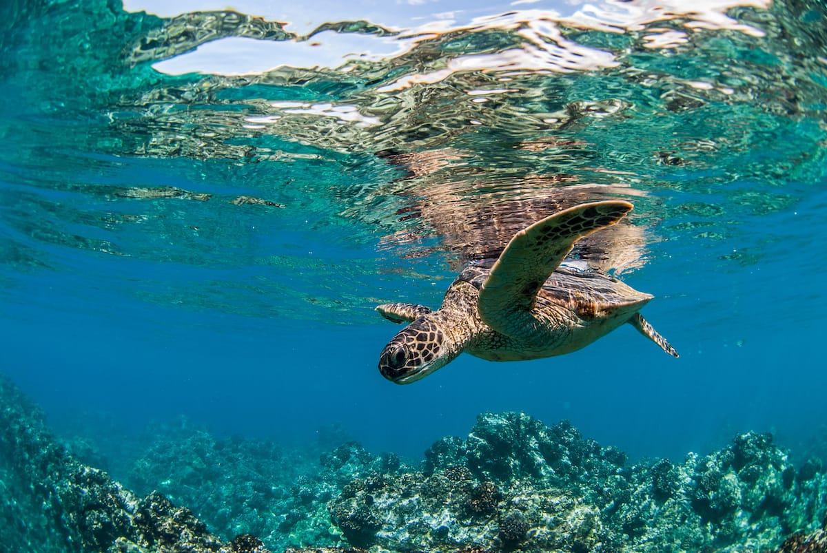 Green sea turtles on Maui