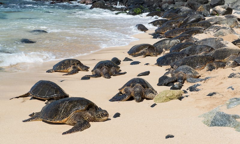 Ho’okipa sea turtles