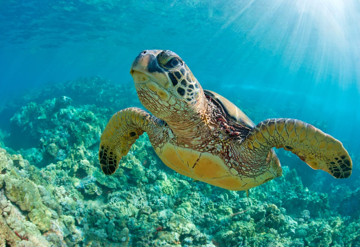 How to see sea turtles in Maui