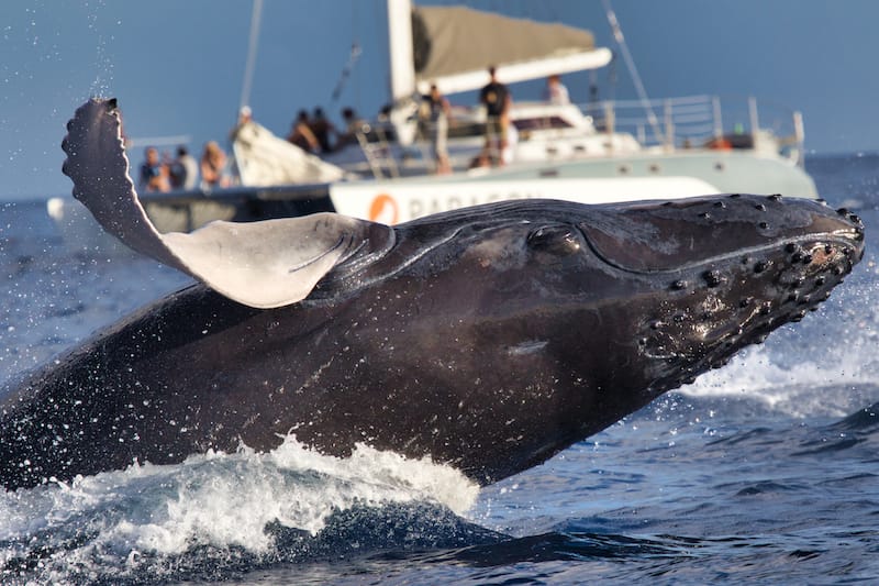 Humpback whale breaching off of Maui