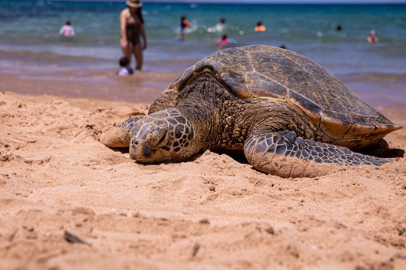 Kamaole II Beach Park  