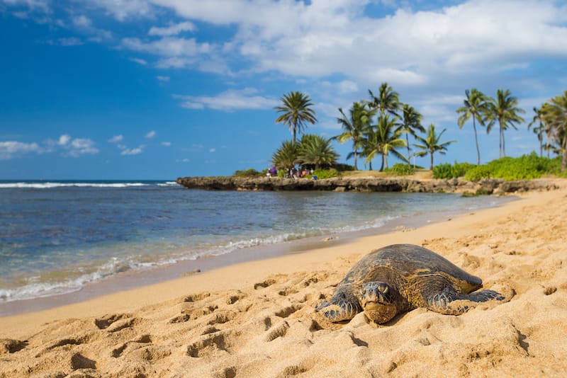 Laniakea Beach