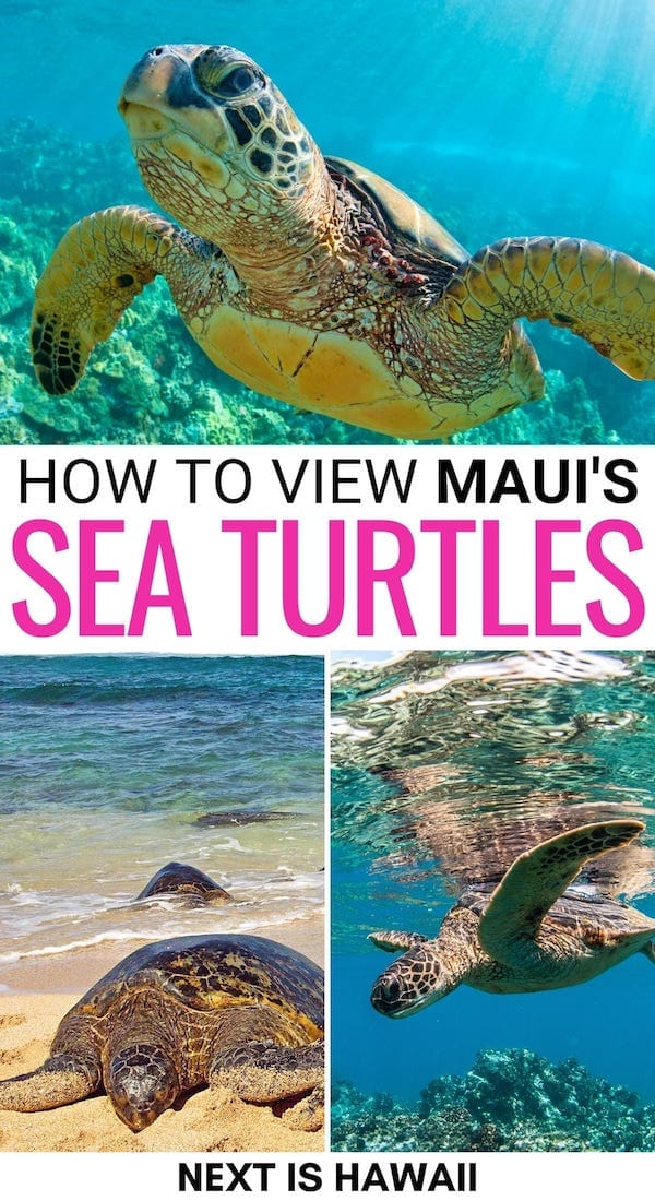 Do you want to see sea turtles in Maui? This guide tells you the best Maui sea turtle tours, where to see them, and the best time to see them! Click for more! | Green sea turtles Maui | Maui sealife | Maui sea turtle tour | Sea turtle tour Maui | Sea turtles in Hawaii | Hawaii sea turtles | Green sea turtles in Hawaii | Best Maui tours | Snorkeling in Maui | Sea turtles in Lahaina | Sea turtles in Kihei | Sea turtles in Lanai | Sea turtles Molokini Crater | Turtle Town Maui