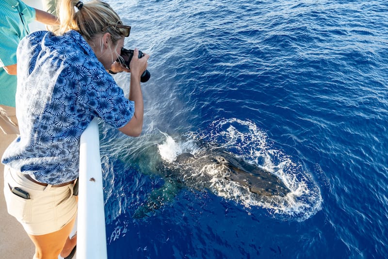 Maui whale watching tours make photographing easy!