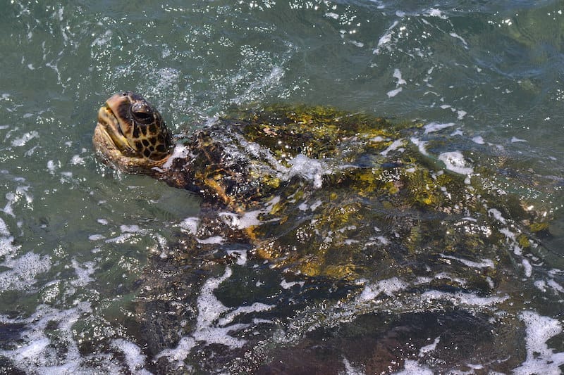 Sea turtle in Lahaina, Maui