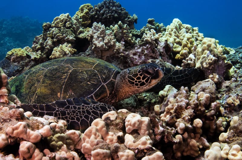 Sea turtle in Turtle Town, Maui
