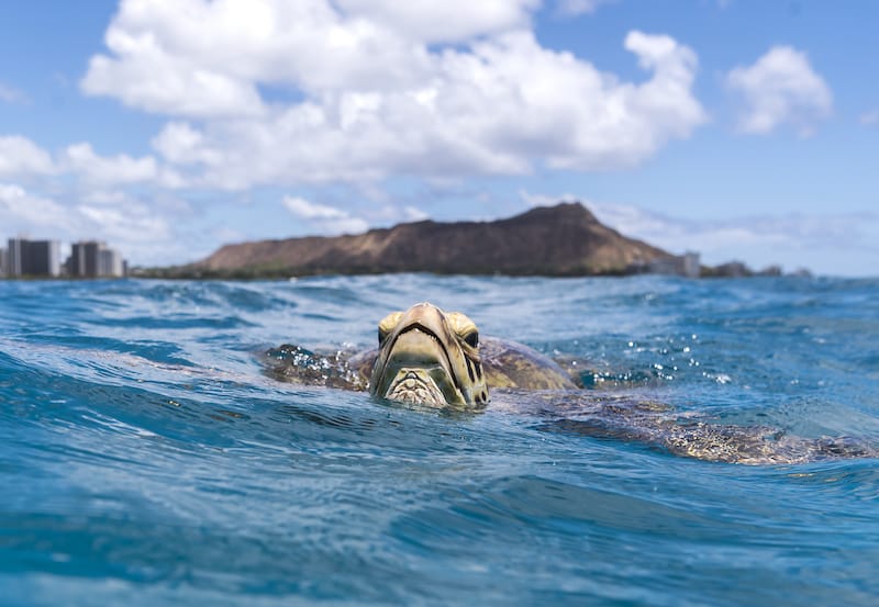 Sea turtle in Waikiki