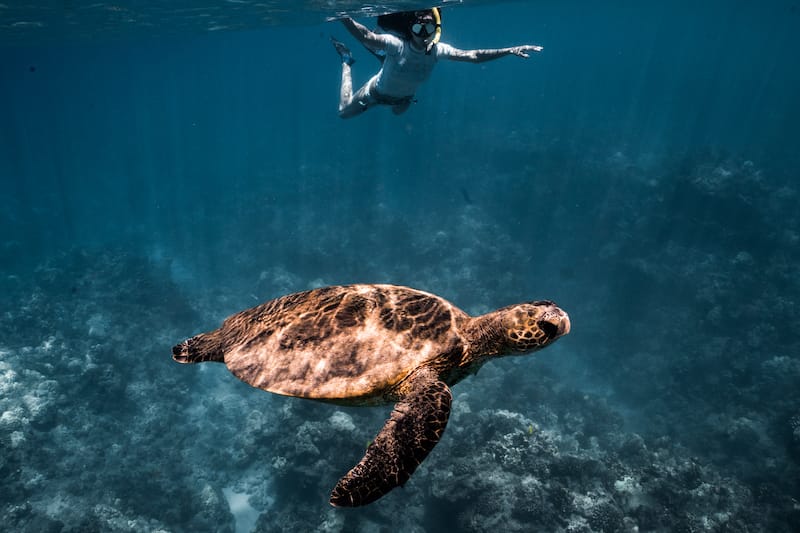 Sea turtles in Lanai