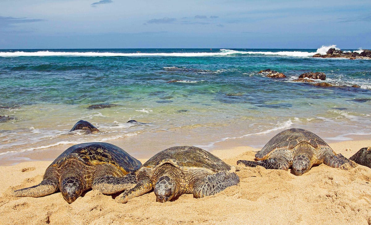 Sea turtles on the beach in Maui