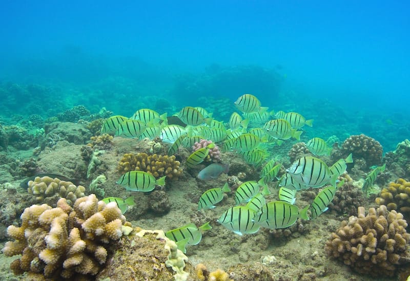 Snorkeling in Lanai