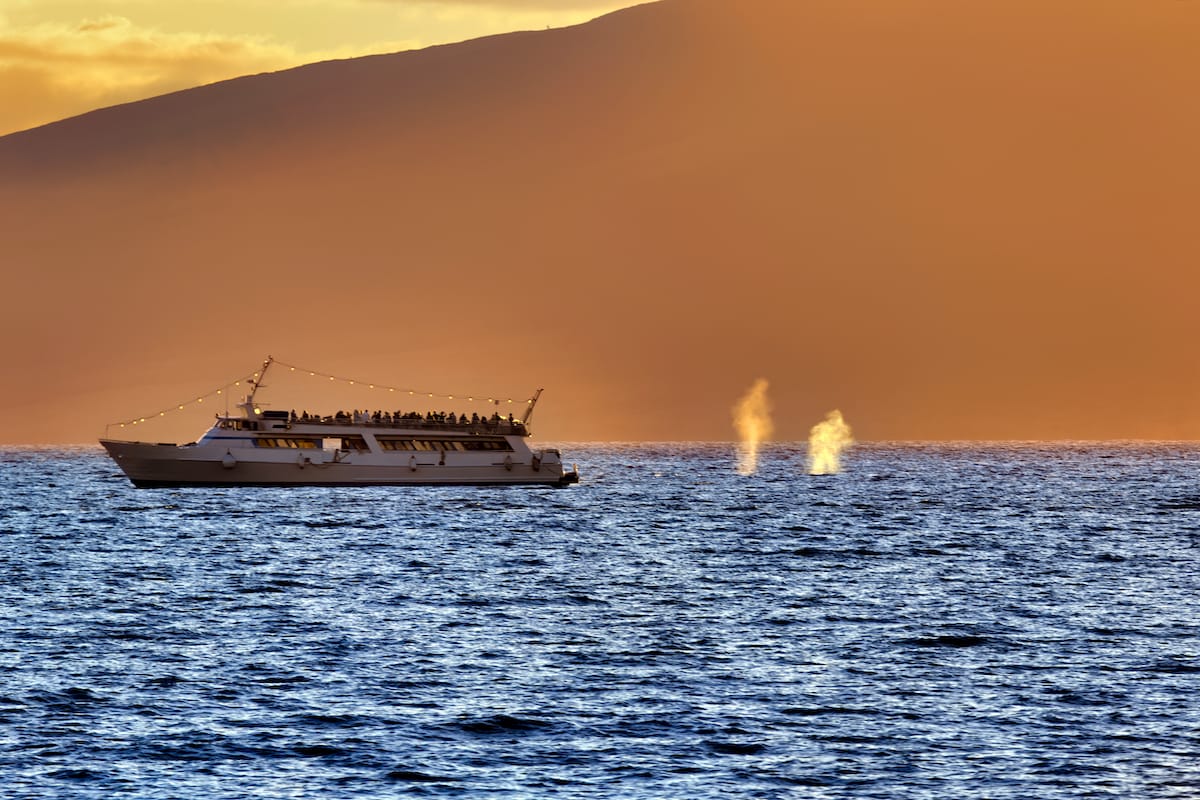 Sunset whale watching cruise in Maui