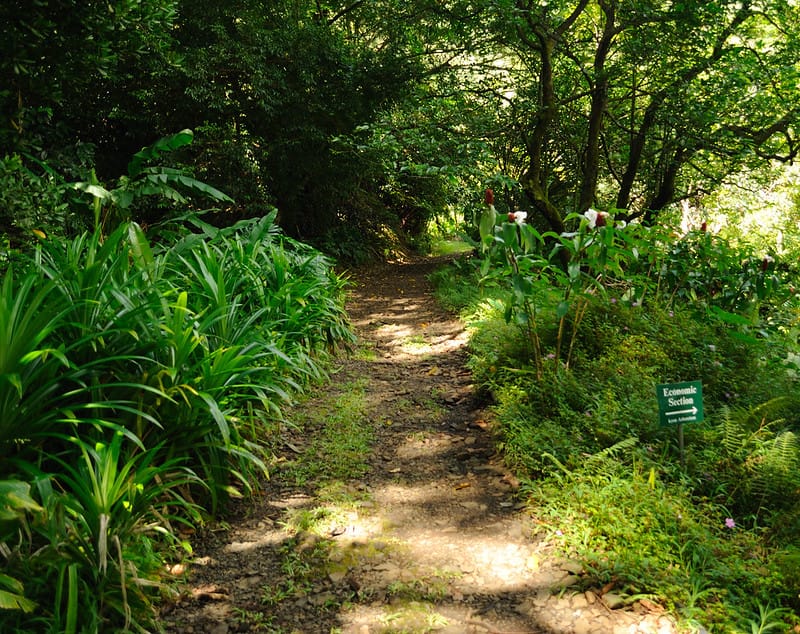 Trail to Aihualama Falls via Daniel Ramirez (Flickr CC BY 2.0)