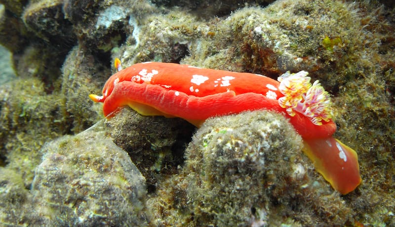 Undersea life in Hawaii