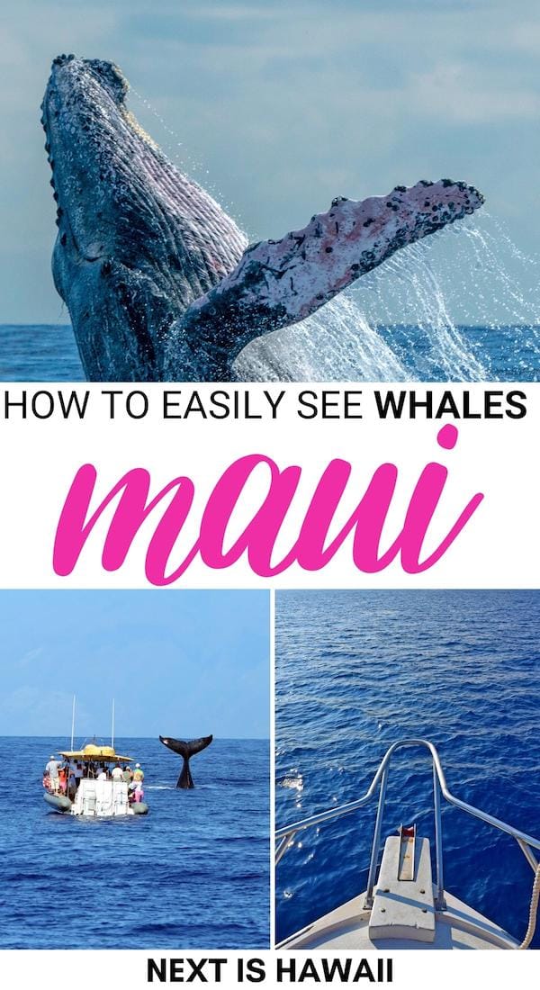 Are you looking for the best Maui whale watching tours and spots? This guide covers everything you need to know about whale watching in Maui! Learn more! | Maui whale watching cruises | Maui whale boat tours | Hawaii whale watching | Whale watching Kihei | Whale watching Lahaina | Maui activities and excursions | Whale watching tours Maui | Whale watching tours Hawaii | Maui in winter