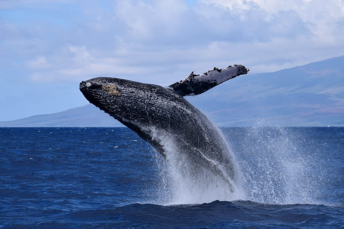 Whale watching season in Maui