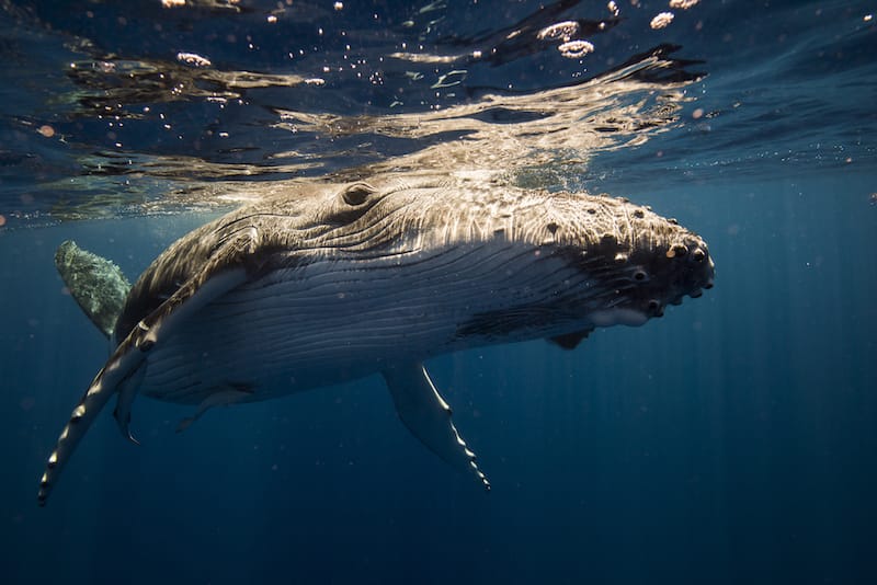 Whales in Maui