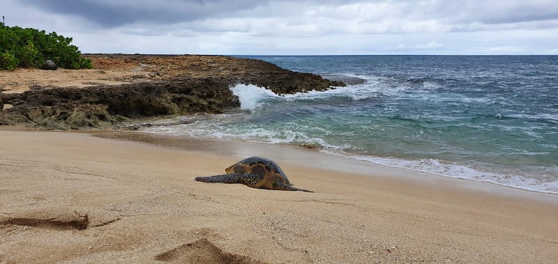 Aki's Beach - Danne_l - Shutterstock.com