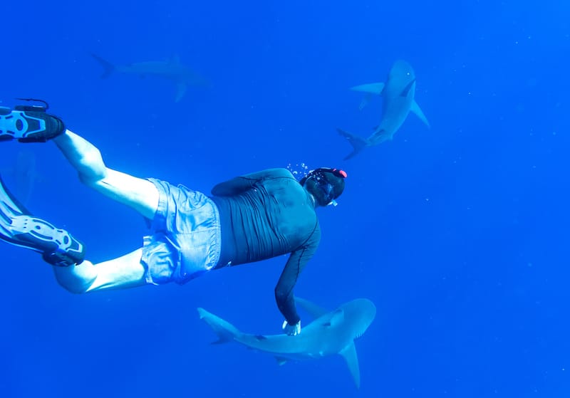 Cage free shark dive Oahu - RugliG - Shutterstock.com