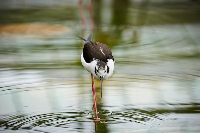 Hawaiian Stilt