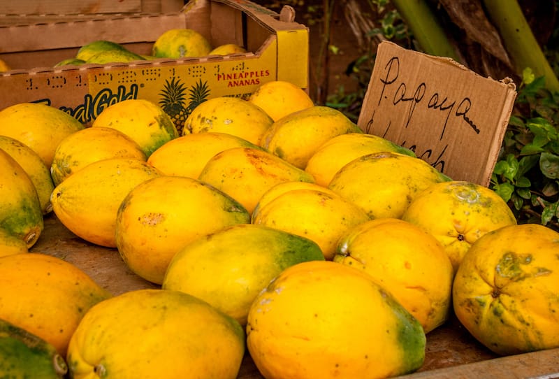 Hawaiian grown papayas in Kahuku